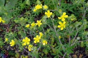 potentilla argentea.jpg_product